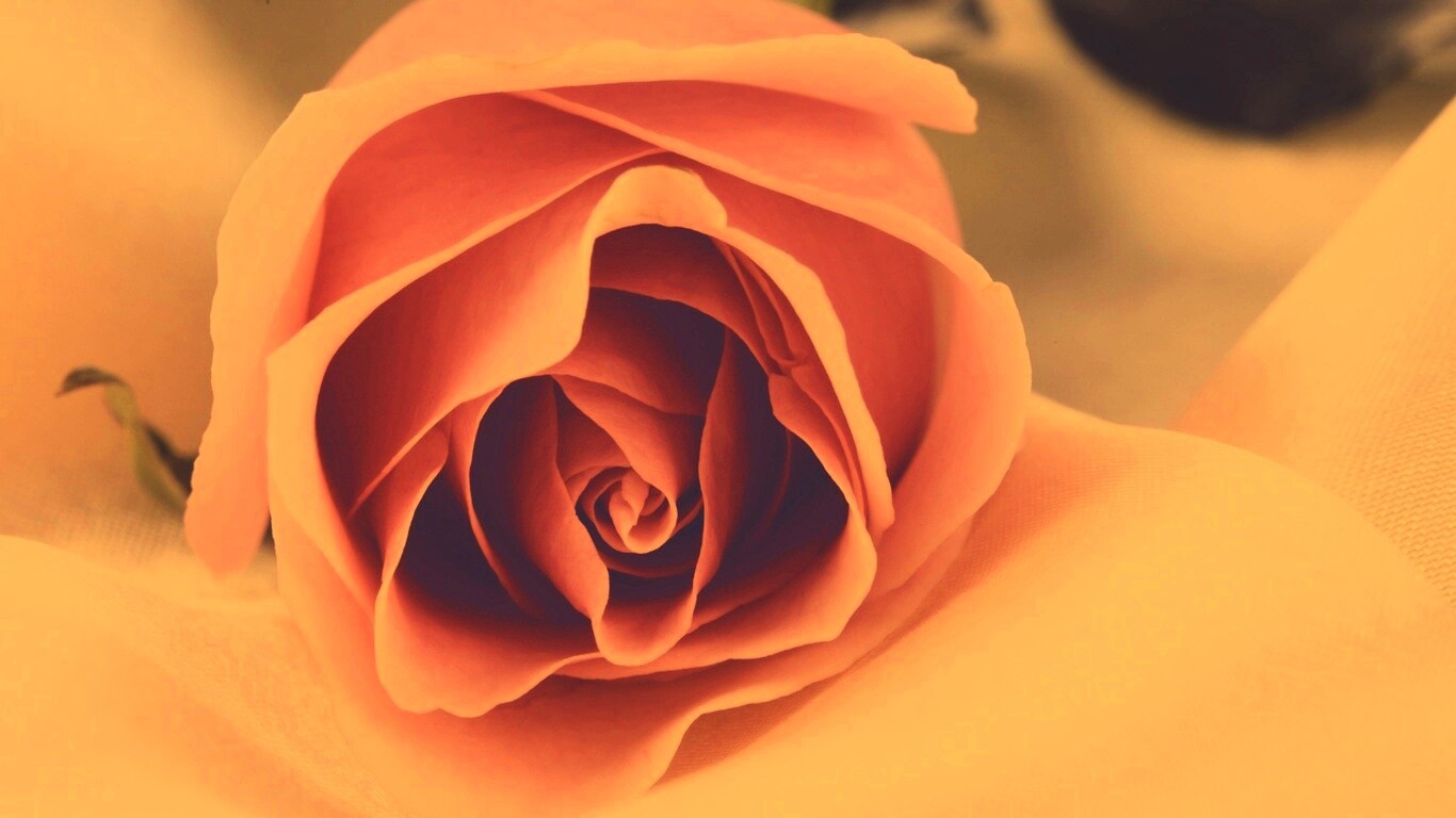 Нежная роза обои