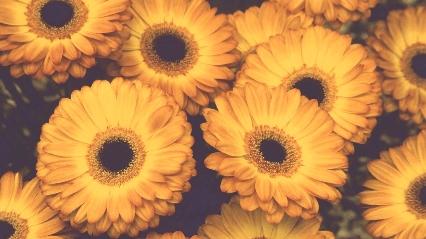Желтые герберы обои