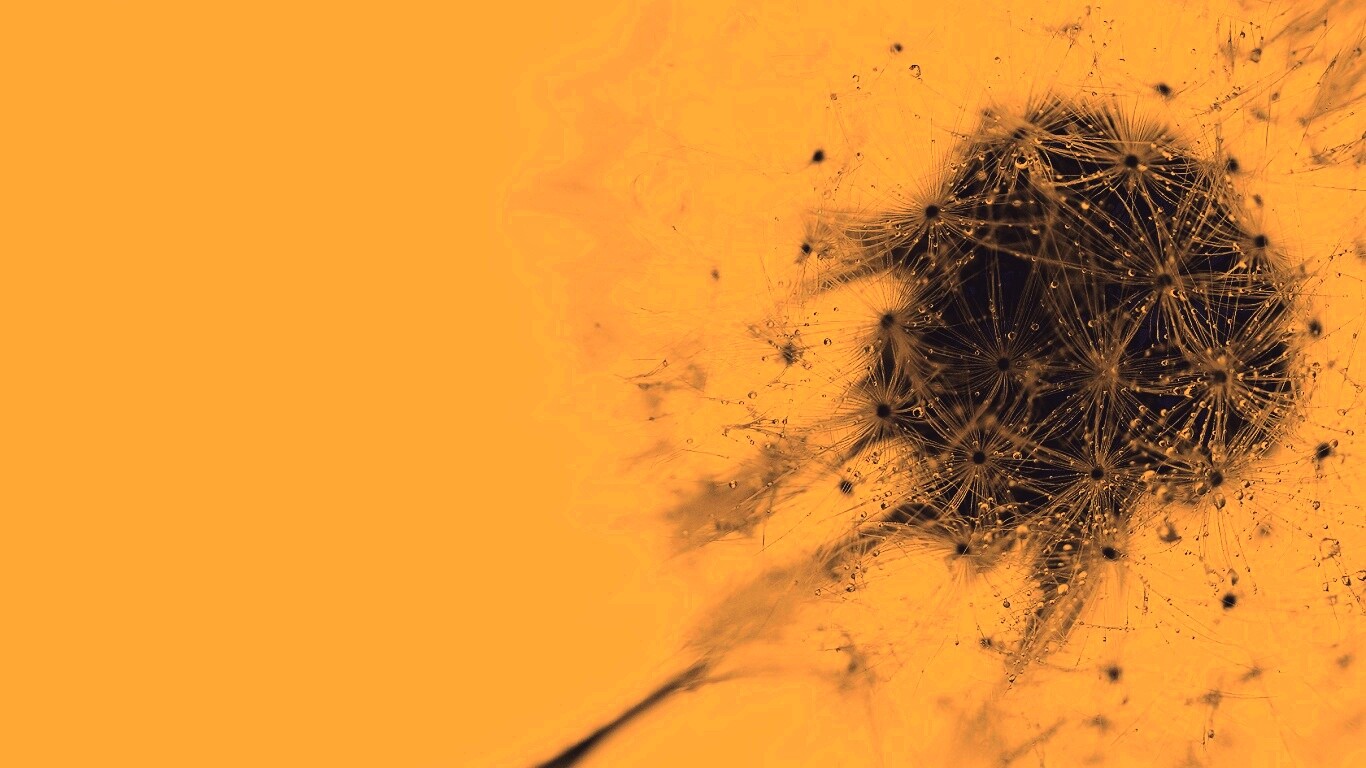 Одуванчик  обои