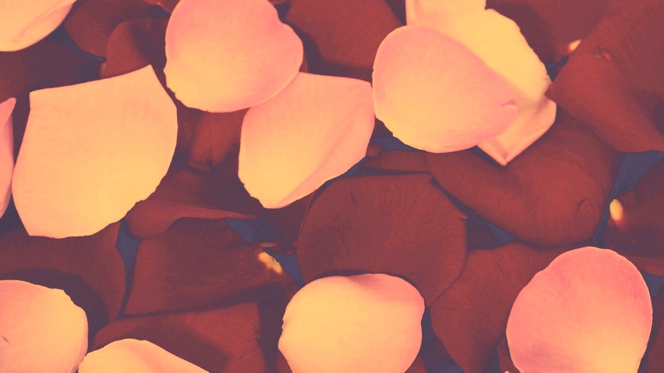 Розовые и красные лепестки обои