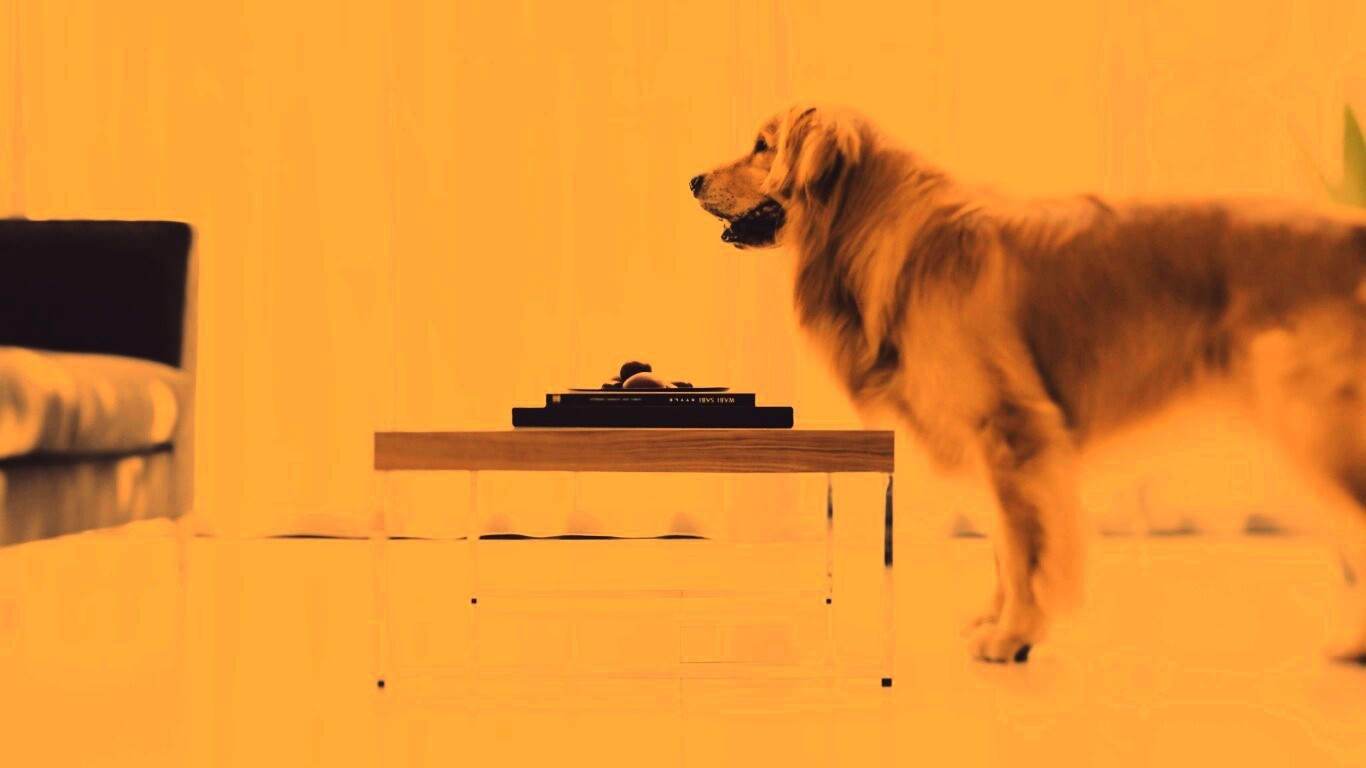 Лабрадор Ретривер обои