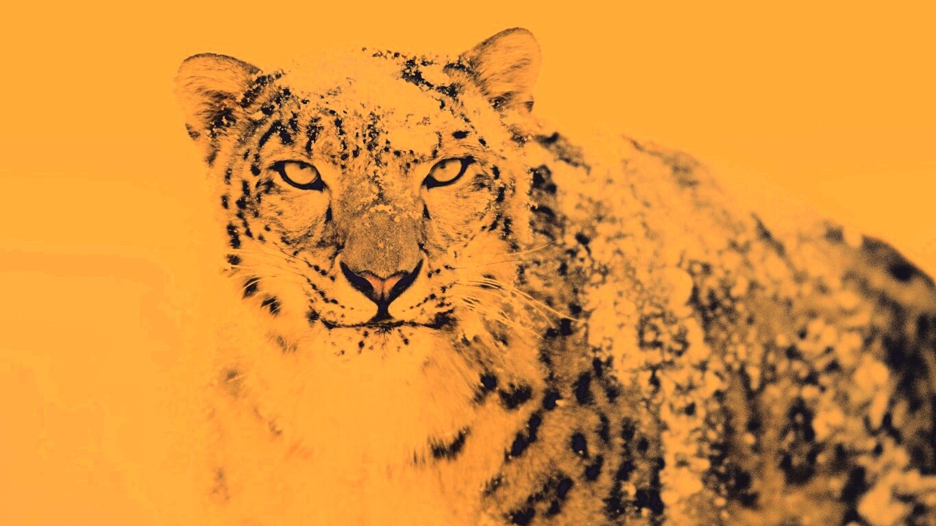 Снежный леопард обои