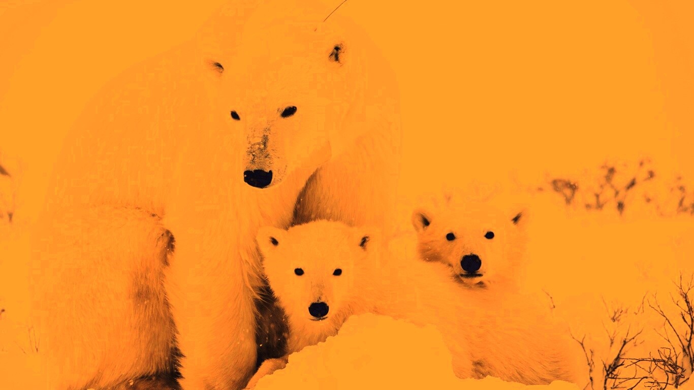 Белые медведи обои