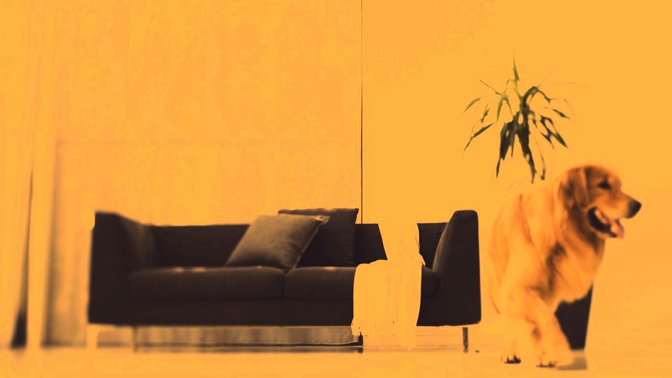 Собака в быту обои