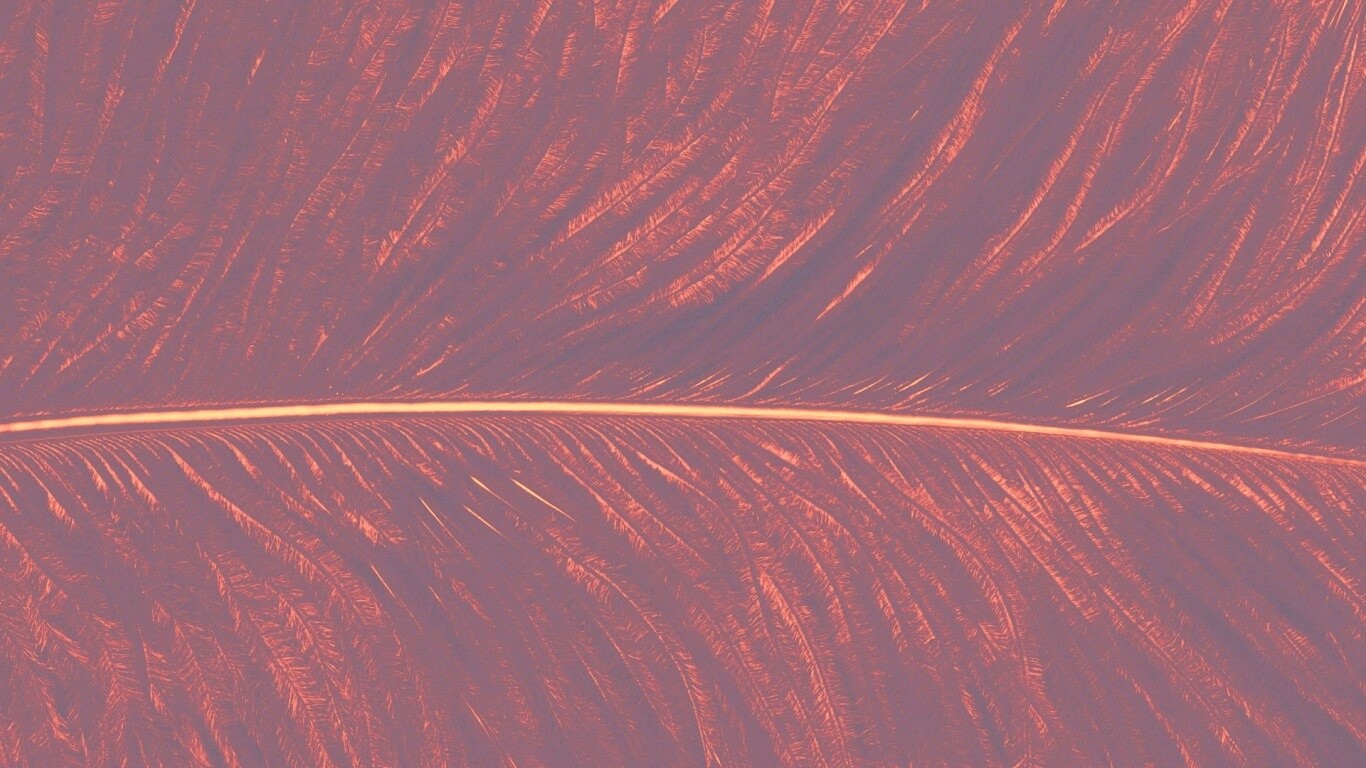 Перо попугая обои