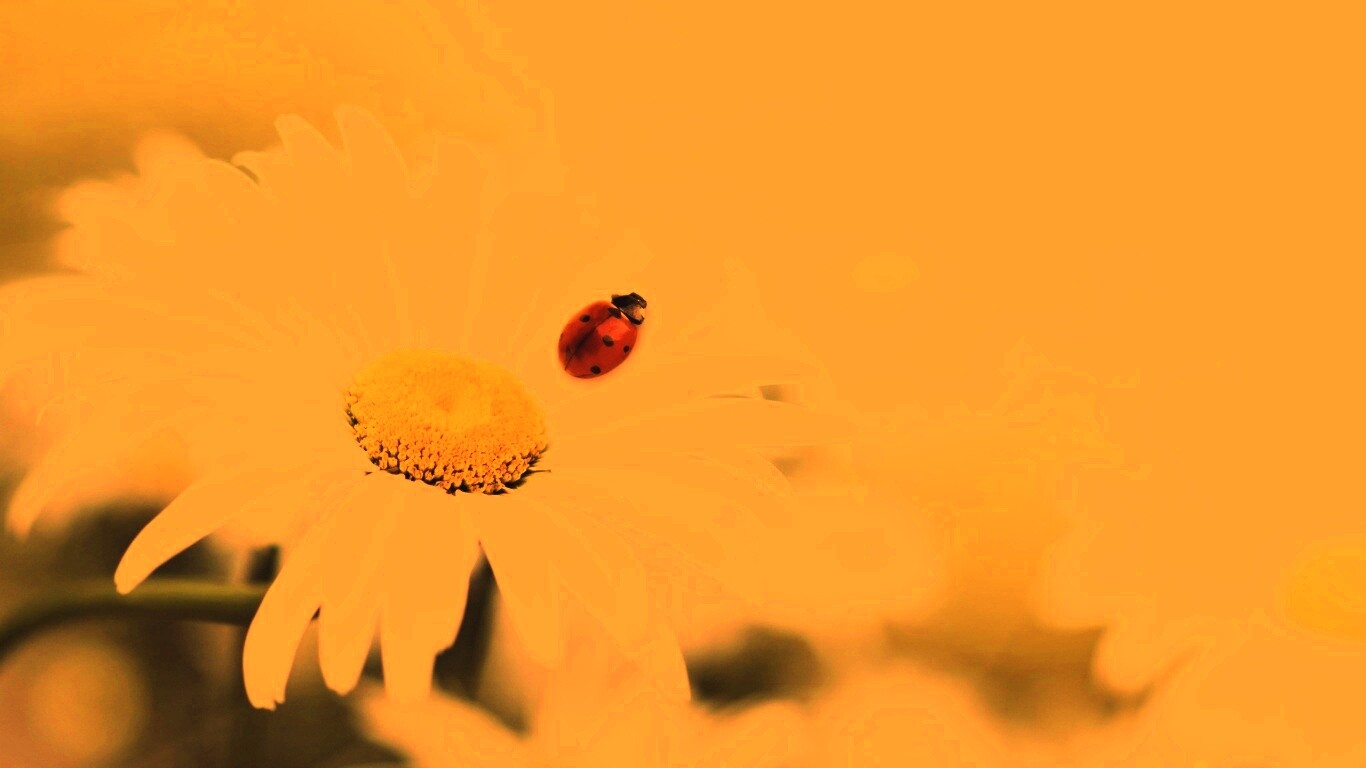 Божья коровка обои