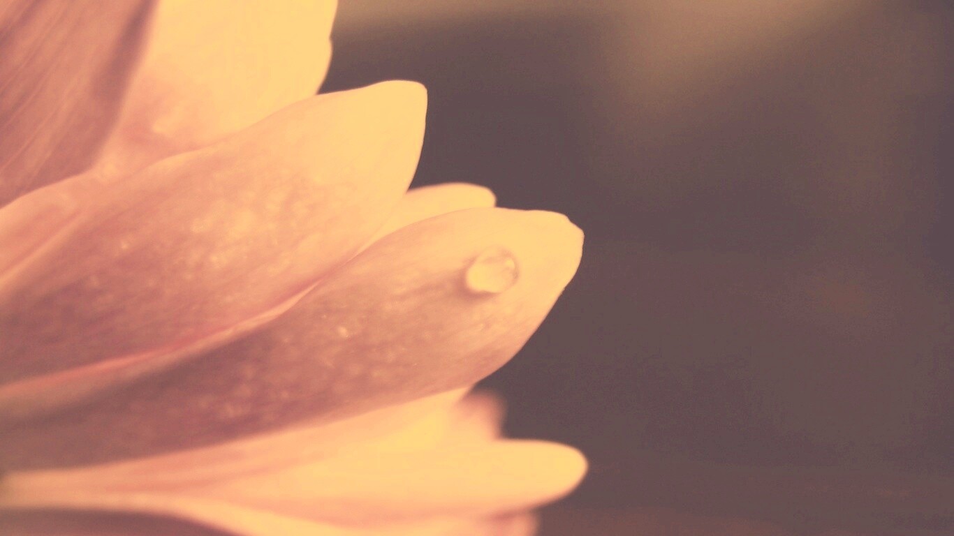 Капля на лепестке обои