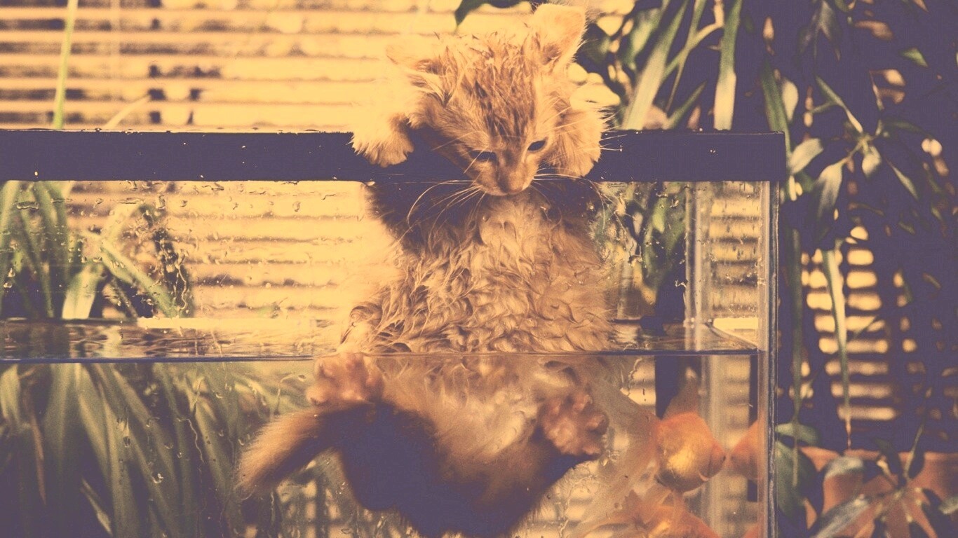 Мокрая киска обои