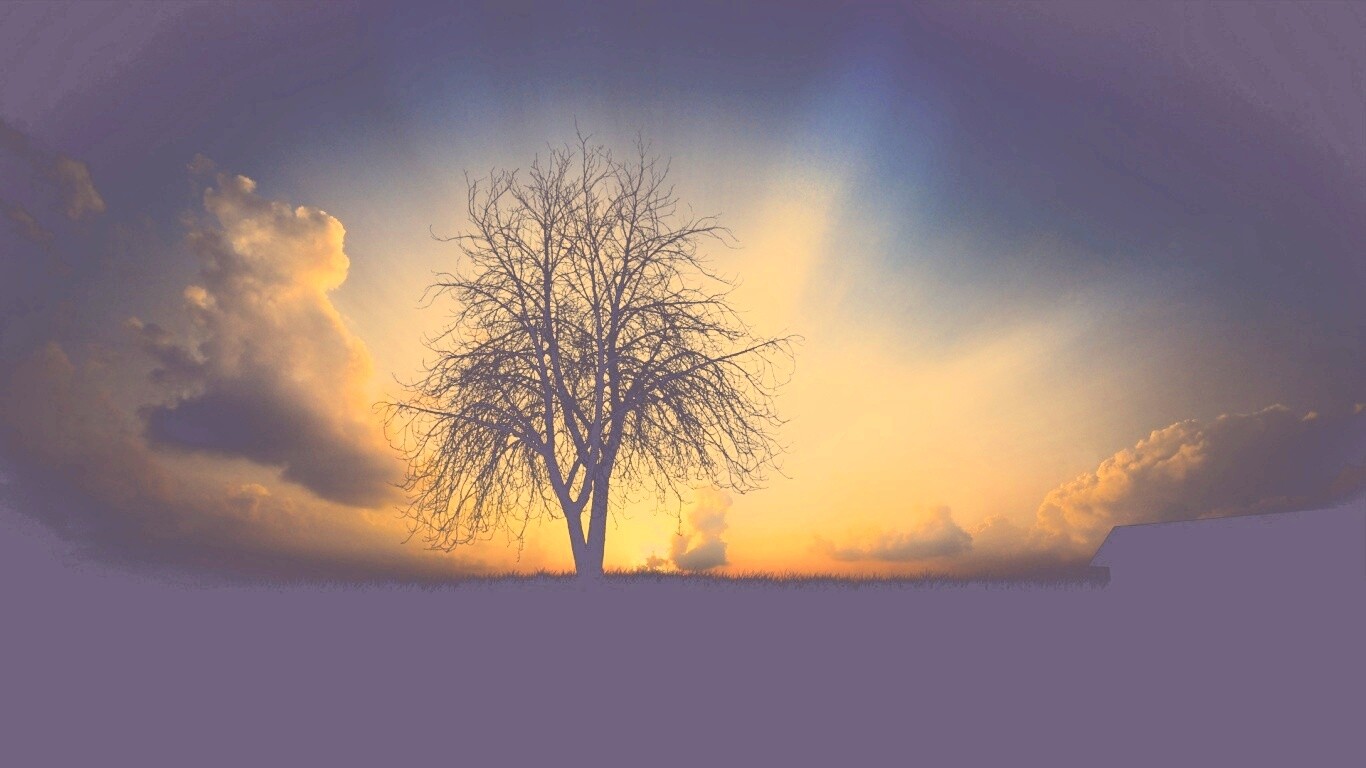 Дерево на закате обои