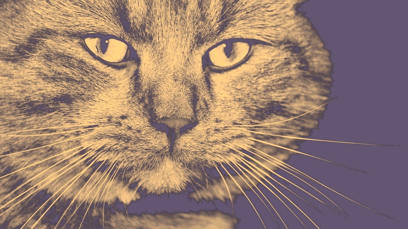 Мудрый кот обои