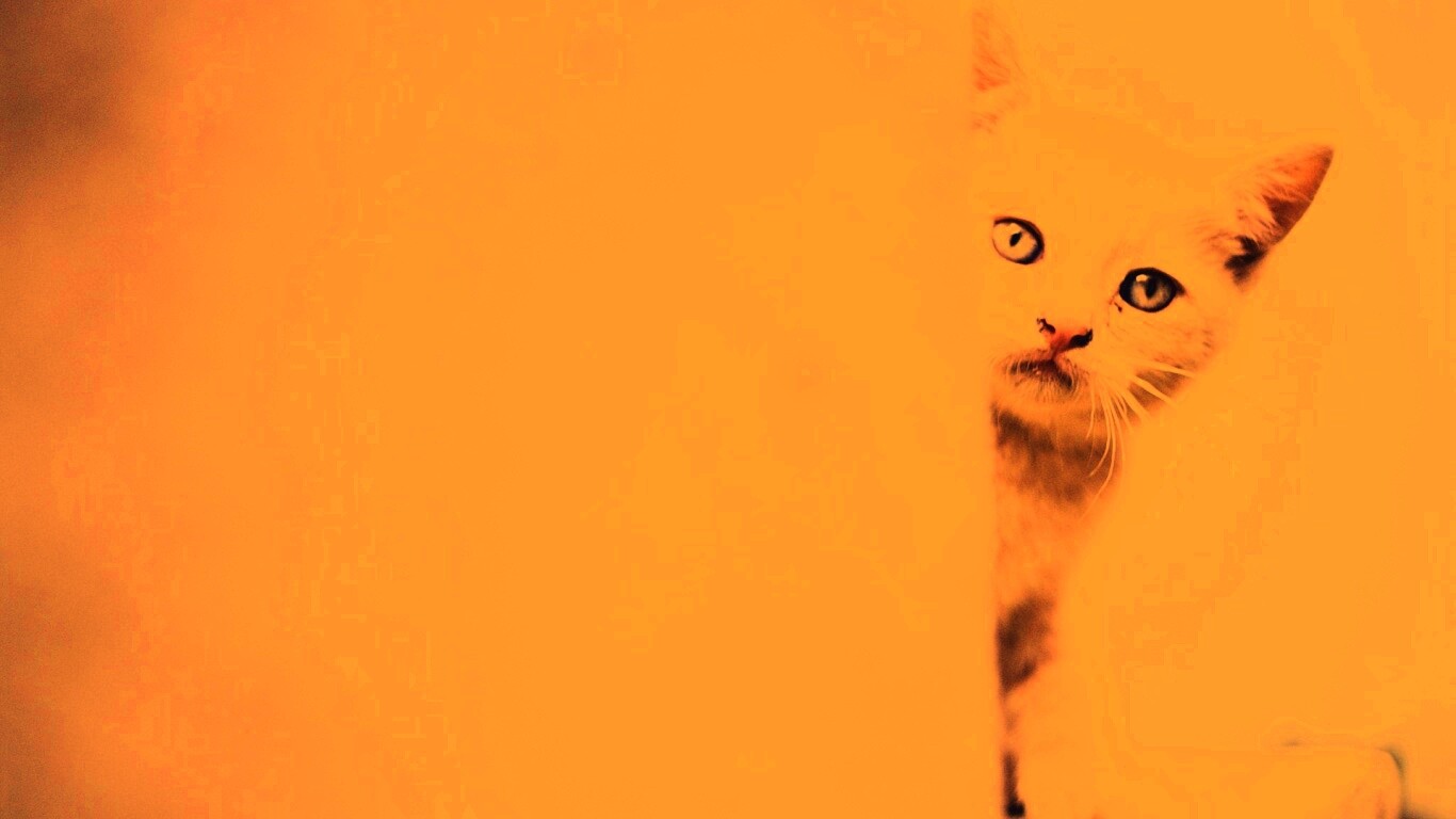 Котик из-за угла обои