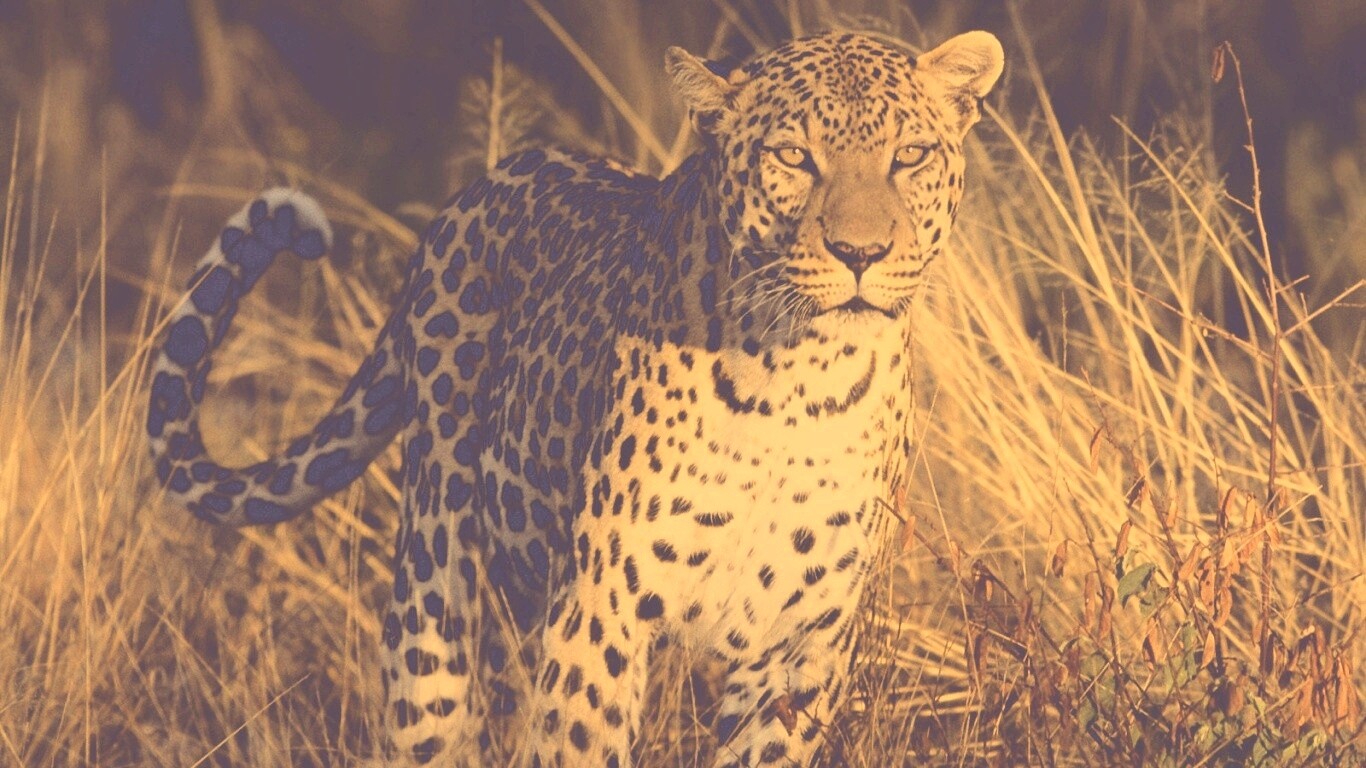 Леопард на охоте обои