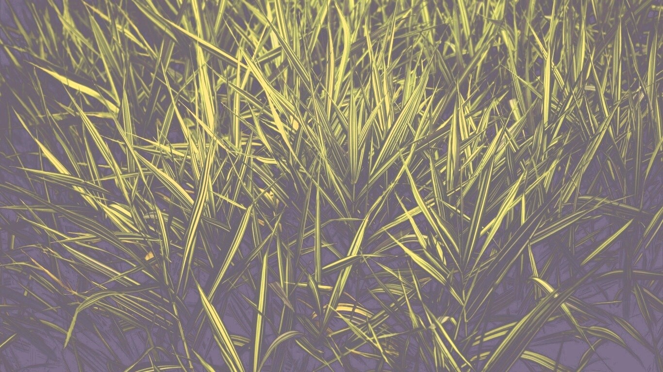 Дикая трава обои