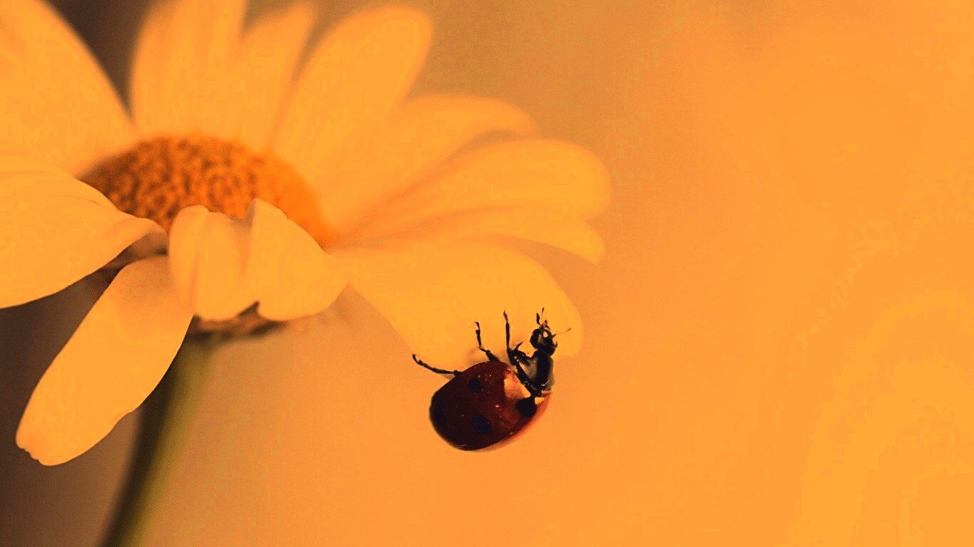 В гости к ромашке обои