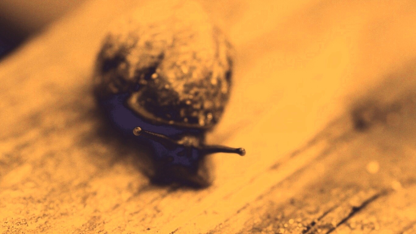 Улитка на ветке обои