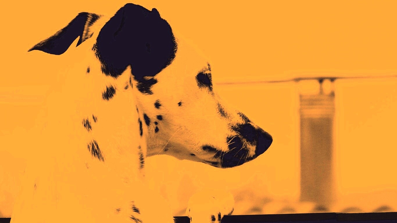 Долматинец смотрит вдаль обои