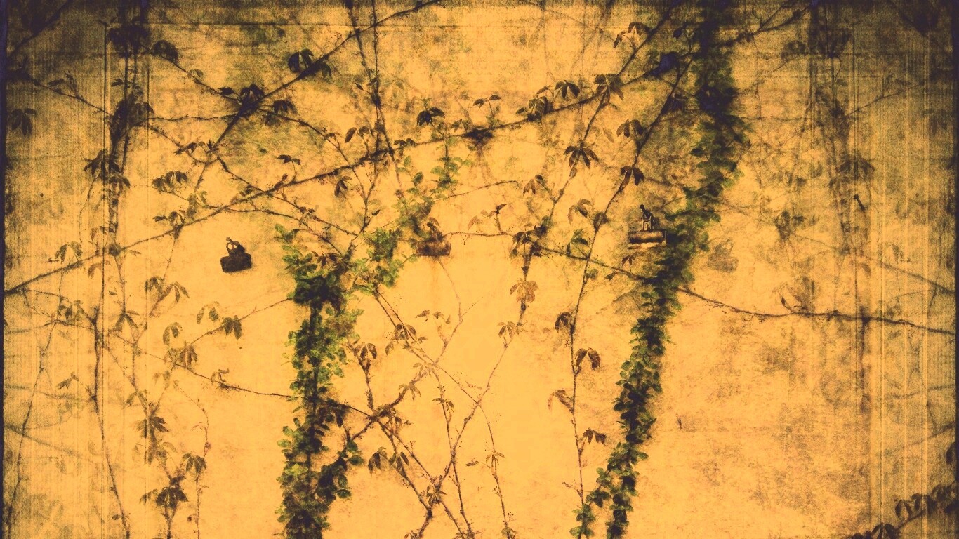 Растение на стене обои