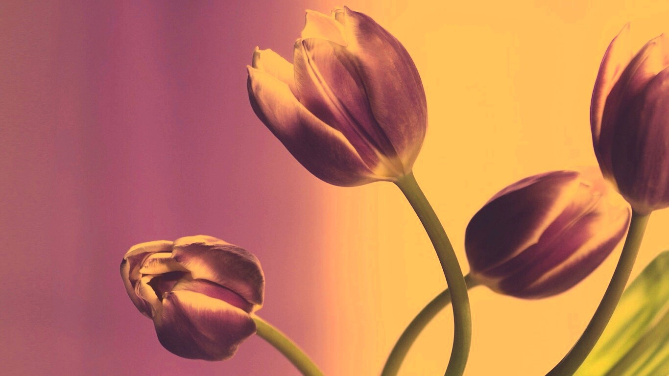 Сиреневые цветы обои