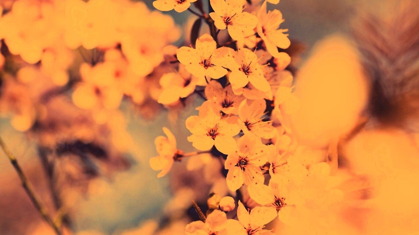 Цветение вишни обои