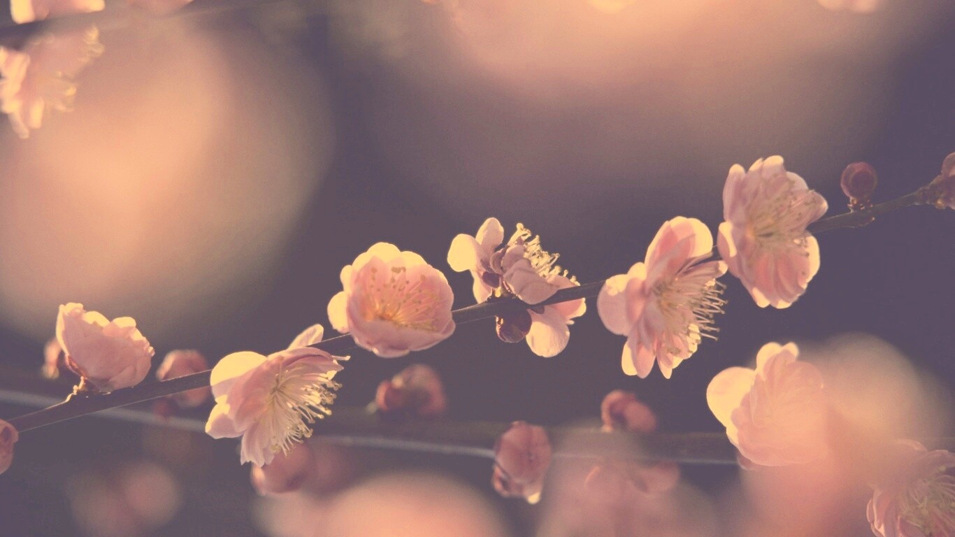 Цветущая вишня обои