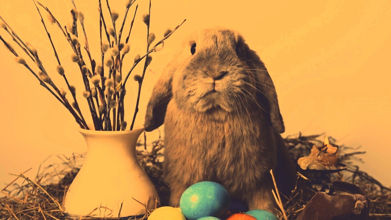 Пасхальный кролик обои