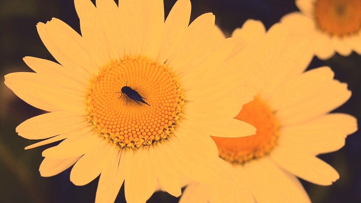 Ромашки обои