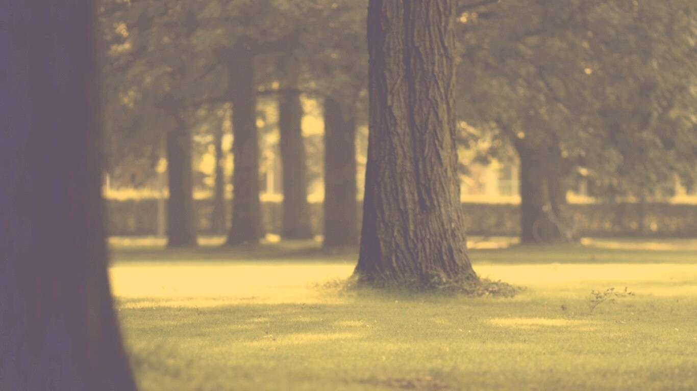 Ствол дерева обои