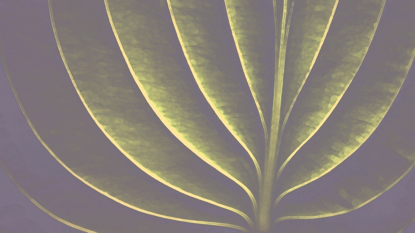 Неоновый лист обои