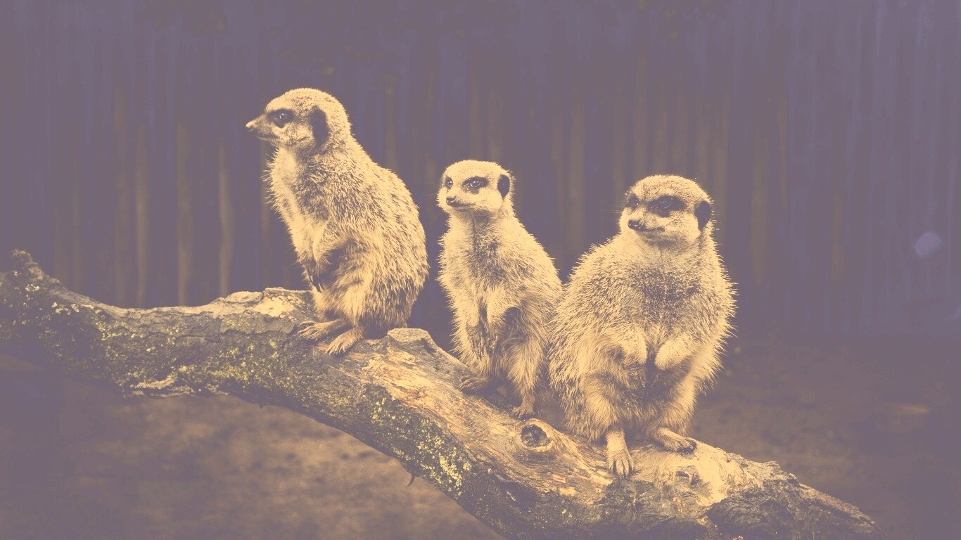 В дозоре обои