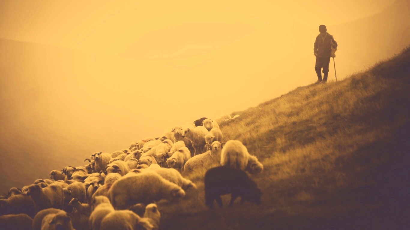 Пастух и стадо обои