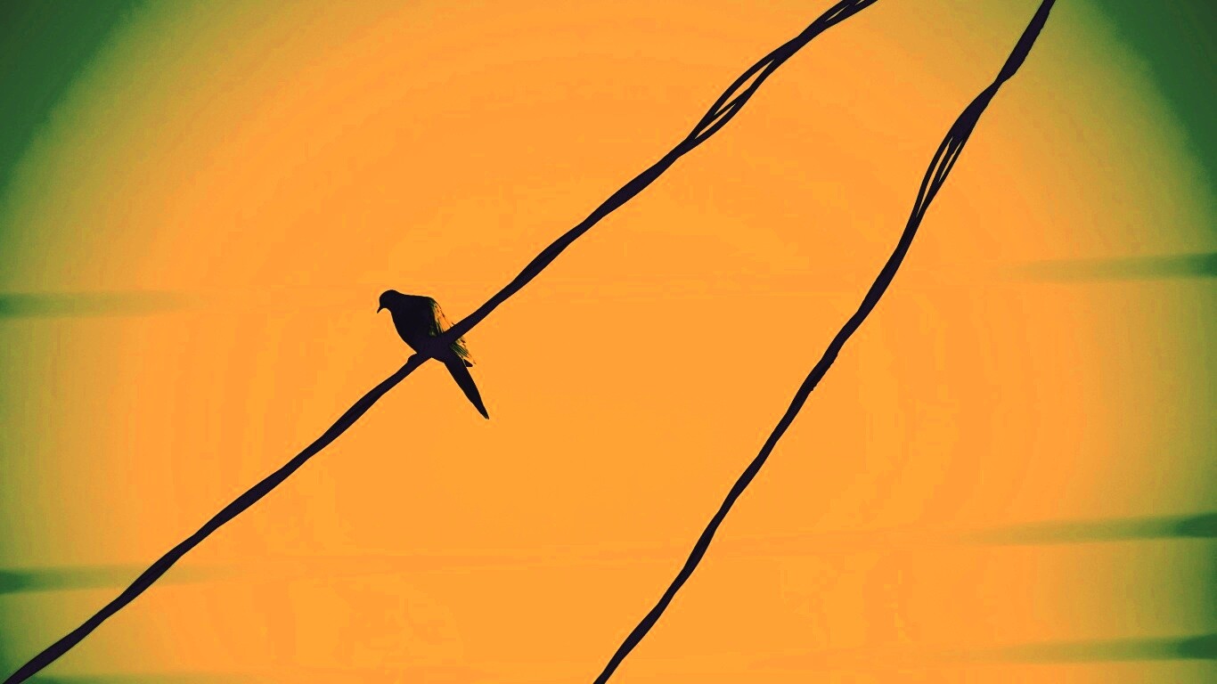 Птица на проводе обои