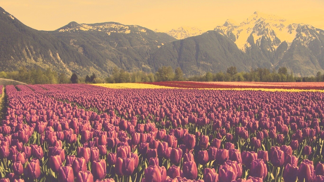 Поле тюльпанов обои