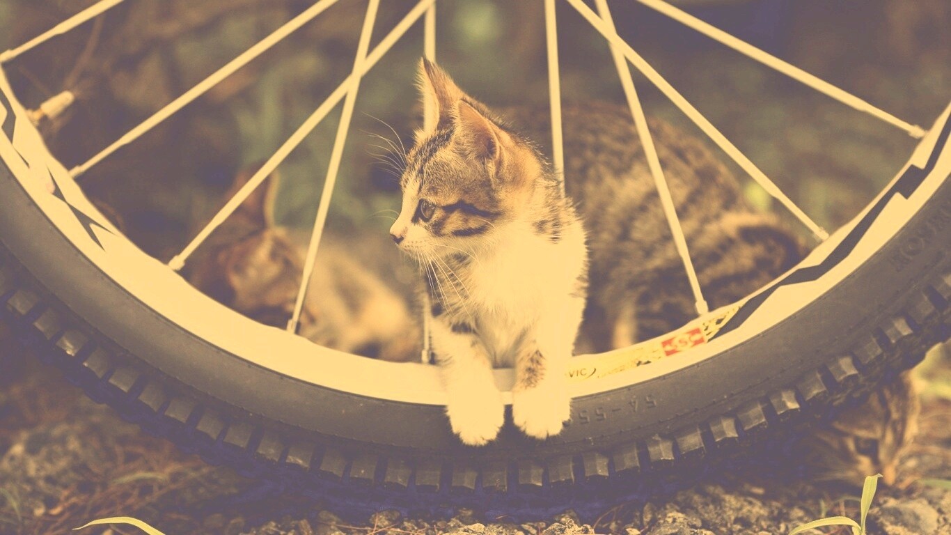 Маленький котенок обои