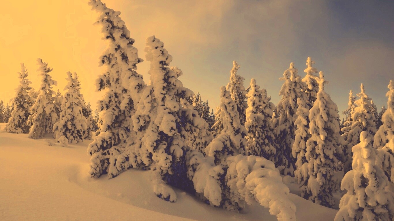 Ели в снегу обои