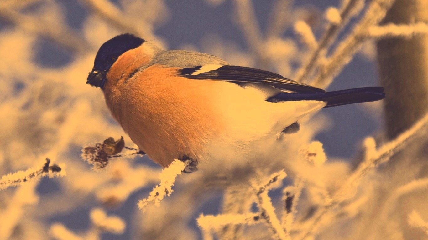 Снегирь на ветке обои