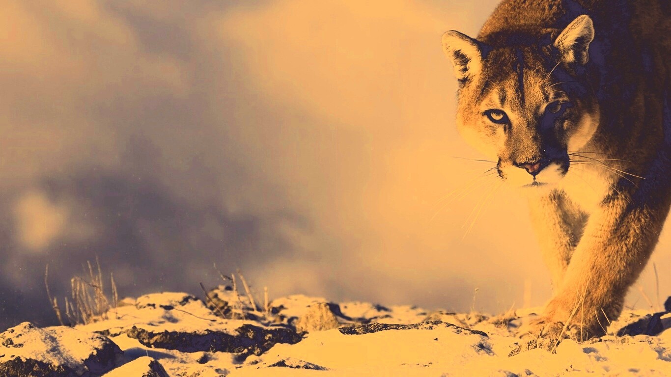 Пума с грозным взглядом обои