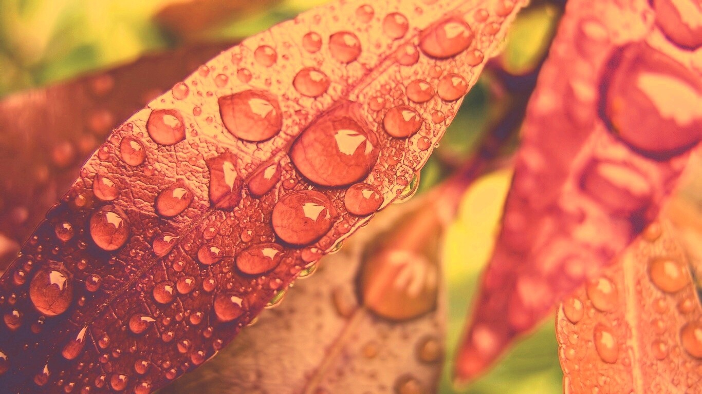 Капли росы на красных листьях обои