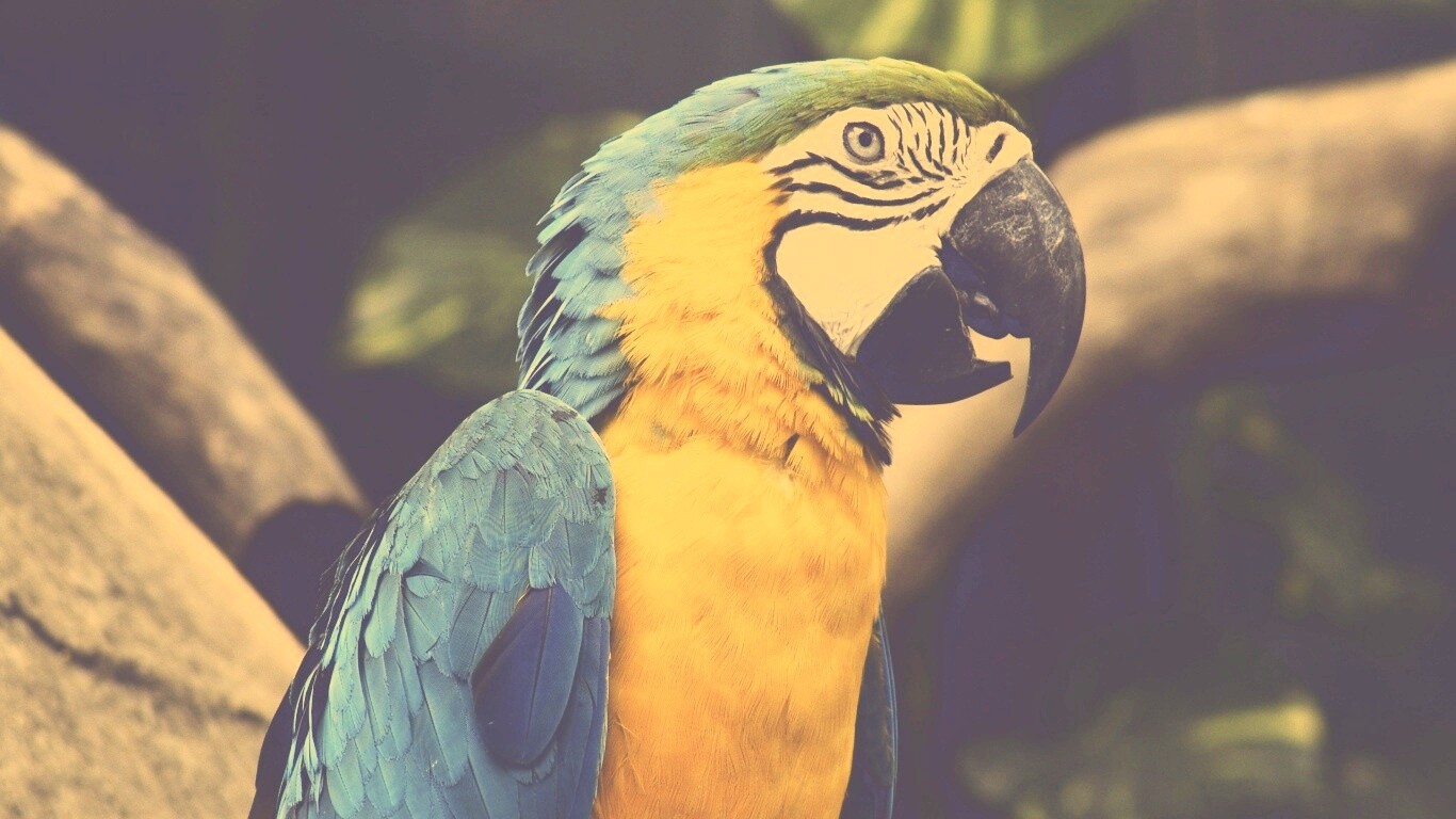 Разноцветынй попугай обои