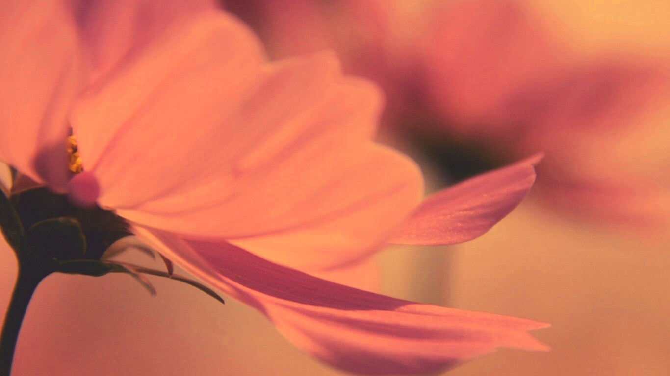 Розовый цветок обои