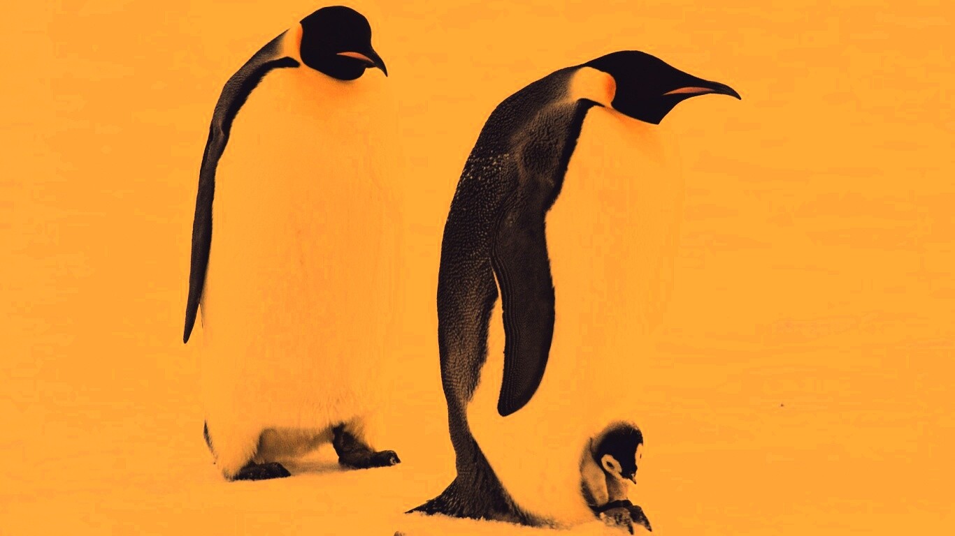 Семья пингвинов обои
