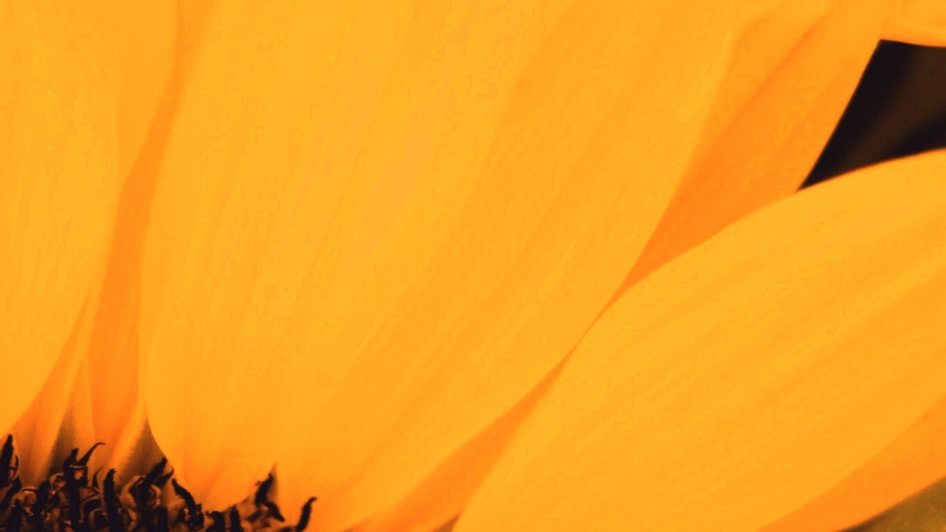 Жёлтый цветок обои