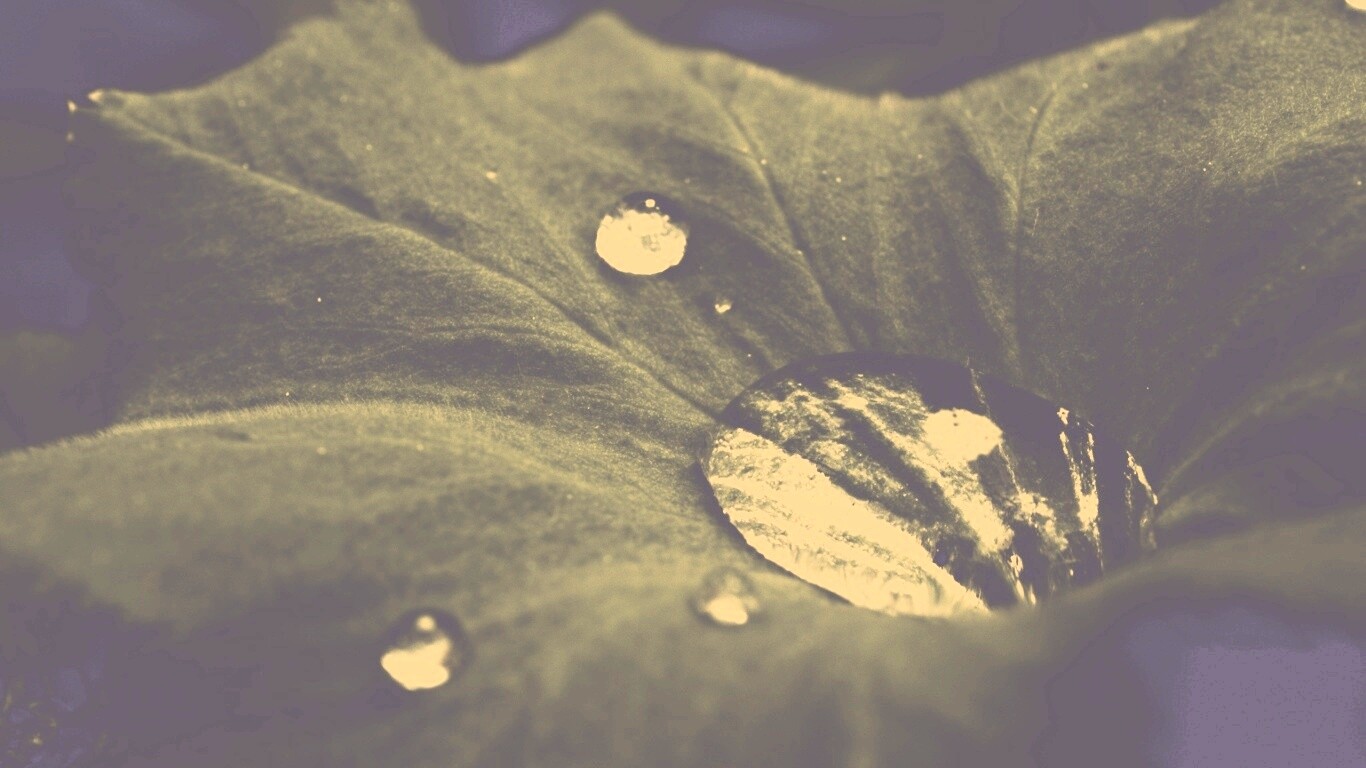 Капля в листе обои