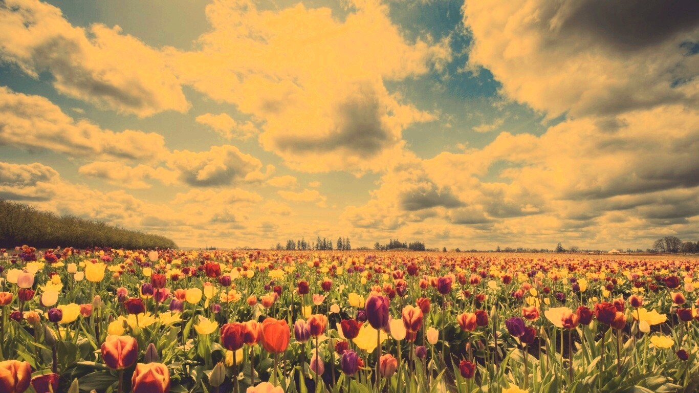 Поле тюльпанов обои