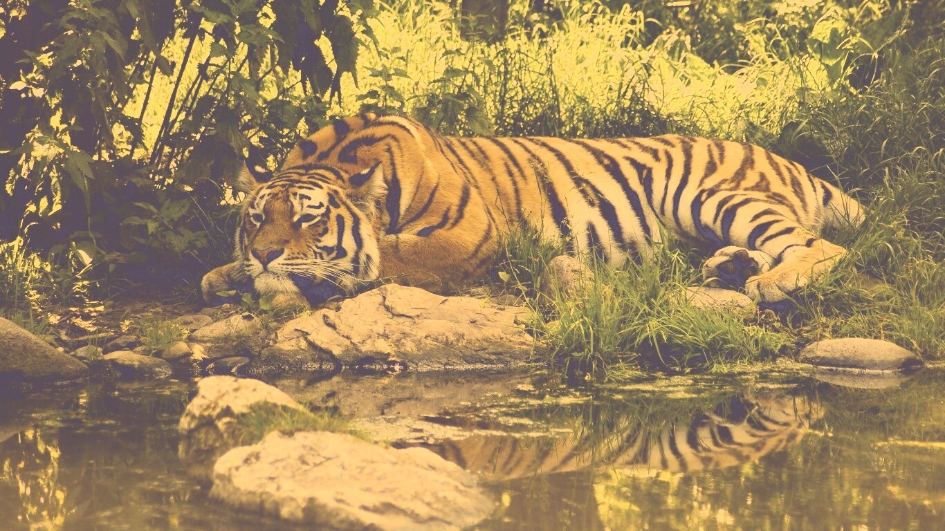 Тигр отдыхает обои