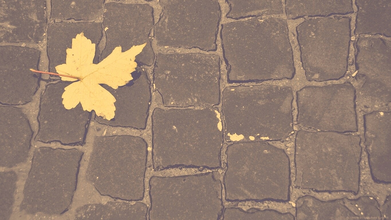 Упавший лист на мостовой обои