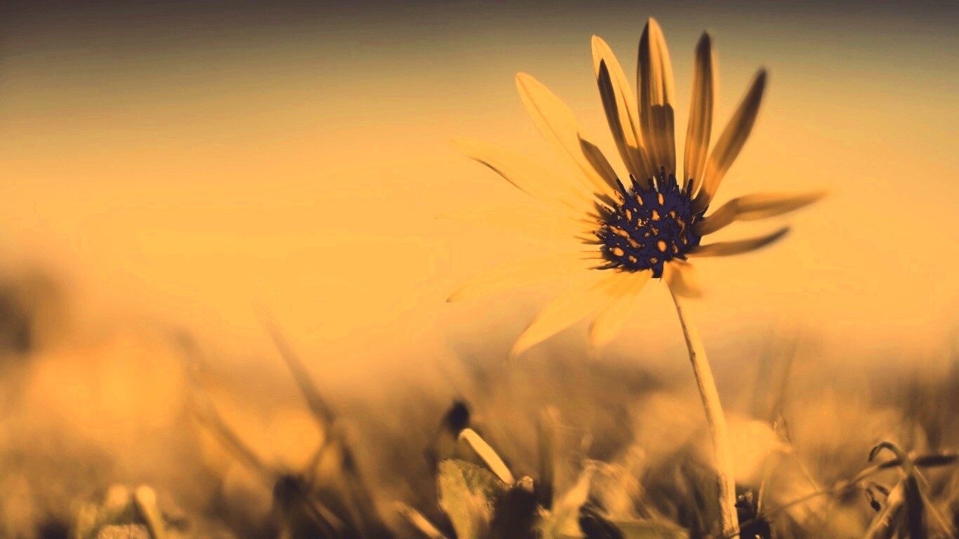 Летний цветок на солнце обои