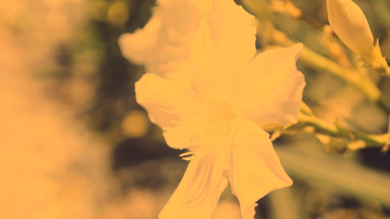 Эухарис, амазонская лилия обои