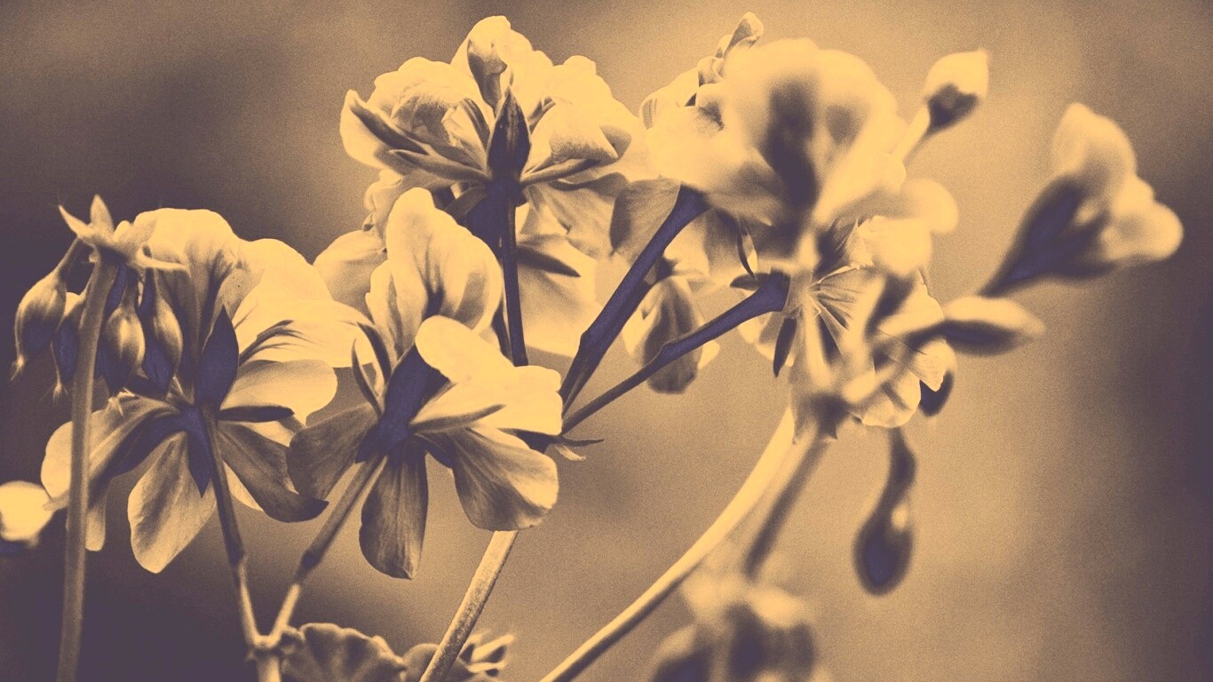 Чёрно-белое фото цветов обои