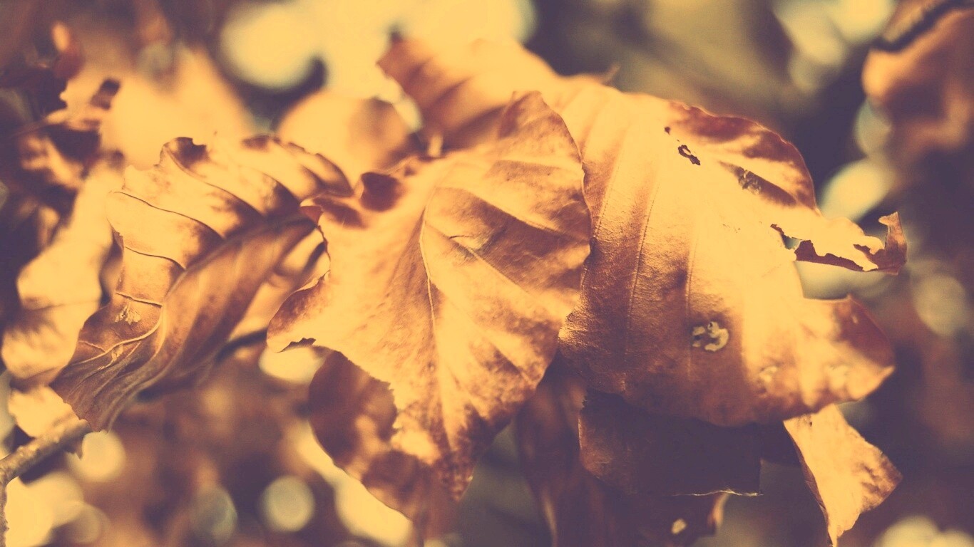Засохший лист обои