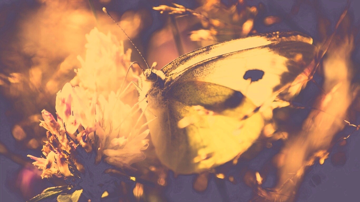 Бабочка на цветке обои